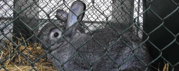 31. výstava drobných zvierat - Ilustračná fotografia