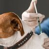 Vakcinácia a čipovanie psov a mačiek zrušená - Ilustračná fotografia